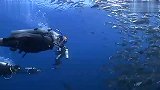 旅游-SIPADAN潜水专业编辑搞笑纪录片