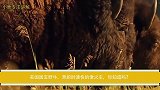 美国国宝野牛，奔跑时速快的像火车，你知道吗？