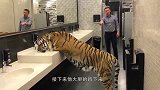 棕熊闯进女厕所，结果被保安拎了出来，镜头记录搞笑画面