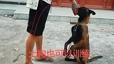 喜欢训犬的关注我
