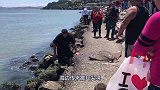 海边传来震耳尖叫，有“东西”正疯狂袭击游客，还专网女人身上扑