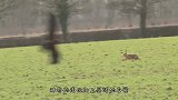 老鹰追捕狐狸，不料狐狸十分狡猾，镜头记录全过程