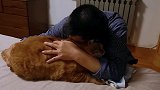 橘猫：这么大的人了，怎么还撒娇呀！