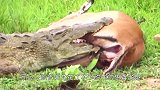 鳄鱼将羚羊死死咬住，羚羊放弃抵抗后，意外的事情发生了