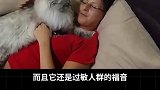 一夫一妻制的猫你见过没？西伯利亚森林猫 俄罗斯的猫