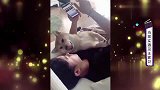主人玩手机掉下来砸到狗狗，这尴尬的对视，笑疯了
