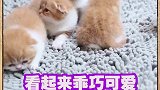 有些可爱是用一生的痛换来的