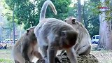 猴子亲姐妹的友好互动，真暖心