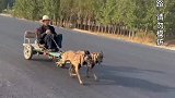 ‍两只狗狗拉着大爷在封闭道路上兜风