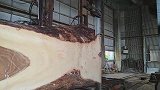 上百年的大树，用机器锯成一块块，里面的纹路可真漂亮啊