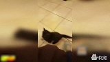 这大概就是“猫的身体，狗的智商”吧！