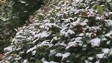 风雪来的总是措不及防。