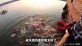刚好赶上鱼场老板喂鱼，一把鱼食下去瞬间让人着迷