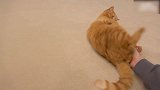 胖乎乎的猫咪上线，这可爱的小样子，好萌！