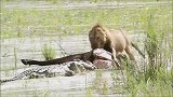 狮子刚从巨鳄嘴里抢到猎物，刚上岸又被豹子抢，狮子：活腻了