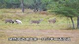 不作死就不会死，角马作死的最高境界，镜头记录全过程