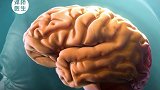 科普阿尔兹海默症：我爱你，但我却不记得你 记忆 暑期知识大作战