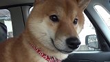 害怕去医院的狗狗，还在车上就抱怨起来了