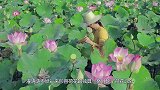 荷叶为什么不沾水？放大500倍后，画面实在太壮观
