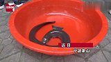 男子河边钓鱼意外钓上3斤重鳗鱼，仔细一看：头上还长了“角”