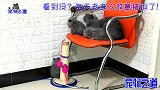 主人安排公猫和小奶猫挤在一张椅子上，公猫满脸的委屈，太逗了
