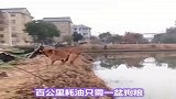 出生就自带编制的狗狗，你知道吗？