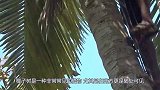 世界上最有个性的树，明明是椰树却产大米，每年养活数百万人