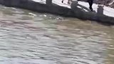 一个孩子落入水中，顺着急流漂浮。岸边一名男子跳入水中，把小孩救起