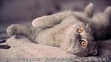 猫为什么喜欢赖在床上？真相让铲屎官心疼，原来它们没有安全感