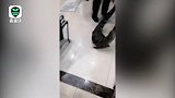 武汉遭暴雨 鳄鱼爬进肉联厂 警方捕获移交保护中心