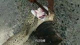 泰国大叔现场处理电鳗，60斤浑身长满豹纹，切开看着口水直流