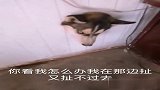 问君能有几多愁，貌似白墙卡狗头！