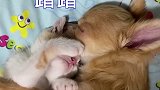 猫系女友和犬系男友，呜呜呜，猫都比我会，你的对象呢？