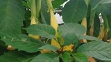 这是什么花啊