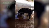 小橘猫正在捉鱼，屏幕上的小鱼若隐若现，真是太可爱了！