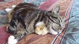 猫咪：刚出生的小鸡先养养看吧