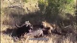 狮子捕杀水牛，水牛找到机会将角顶在狮子身上，获得战斗的胜利！