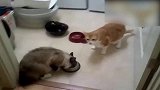 主人再次把猫粮推给黄猫，大猫楞了一下又抢过去，真坏！