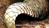 穿山甲挖洞到底有多快？如果不是被镜头拍下，没想到这么快