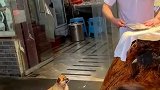 厨师在切肉，狗狗在下面死死盯着