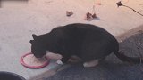 家庭爆笑猫咪来袭，看这认真吃饭的样子，真是可爱极了！