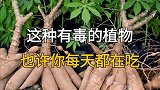 这种有毒的植物，也许你每天都在吃