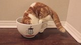 来杯喵星人咖啡吗？