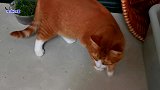 胖公猫与胖橘猫对峙，橘猫突然出手，小流浪猫秒变橘猫小跟班