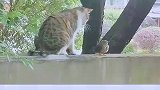 当小鸟遇到猫咪。这一幕好温馨啊