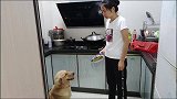 有一只会听人话的金毛是什么体验？柚子妹都快崩溃了，这狗成精了
