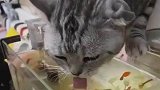 猫咪趴在鱼缸边喝水，顺便将小鱼捞走