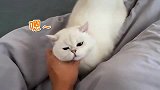 一只有起床气的小猫咪，我快爱惨你了