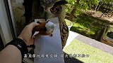 男子收养了一只流浪猫，结果门口总会出现一笔钱，哪来的