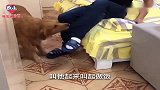 主人想偷懒不做饭，金毛犬的做法太棒了！打头功夫传承得很成功！